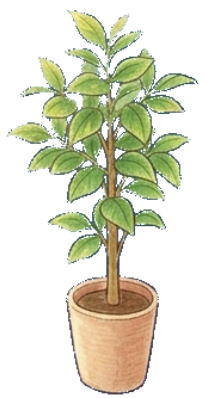 植木鉢2